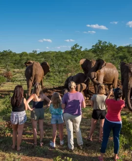 Elephant Interaction